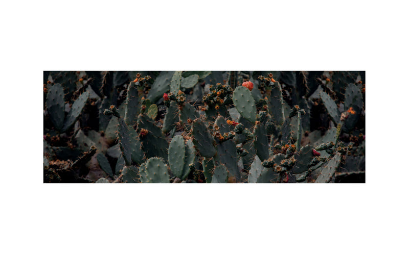 CACTUS FLOWERS skinny wool scarf