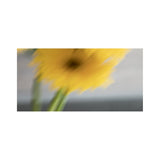 GERBERA linen blend scarf