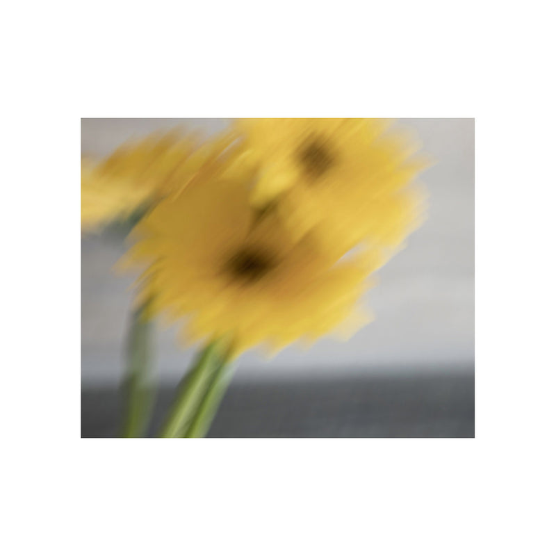 GERBERA silk chiffon scarf