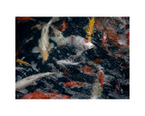 THE KOI POND oversized wool scarf