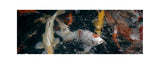 THE KOI POND skinny wool scarf